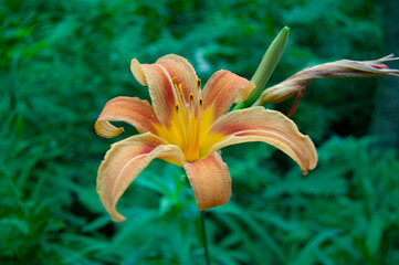 orange lily flower