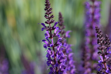 Obraz premium Close-up (macro photography) of a sage flower (lat. Salvia divinorum) with selective focus on natural blurred dark green background