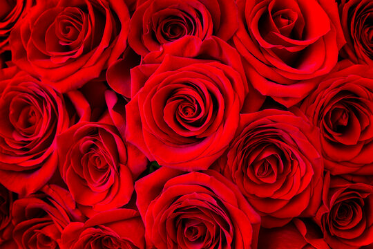 Beautiful red rose flowers as background, close up.