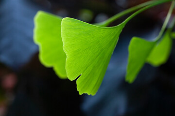 Green leaves of ginkgo biloba pendula