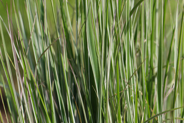 Close-up (macro photography) of grass shoots with selective focus in sunlight as a natural background or texture (Lat. Galamagrostis, Acutiflora 'Overdam')