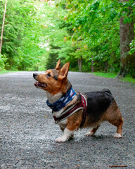 corgi in forest