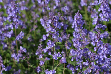 Light purple natural background of Mentha flowers with spot focus in a city park