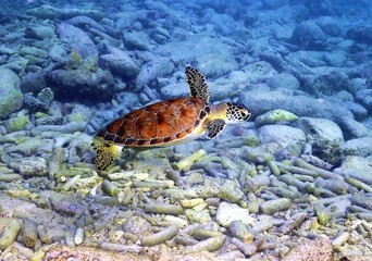 Green Sea Turtle in the Shallows