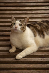 Um gato malhado, deitado sobre uma espreguiçadeira de madeira.