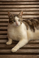 Um gato malhado, deitado sobre uma espreguiçadeira de madeira.