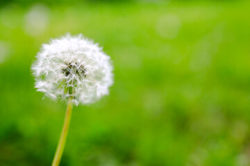 dandelion on green background