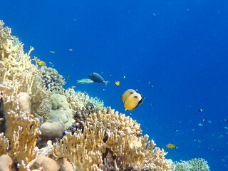 coral reef and fish scuba diving in Egypt, Africa 