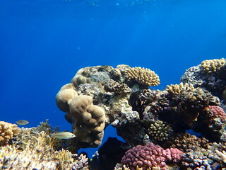 coral reef in the sea scuba diving in Egypt, Africa 