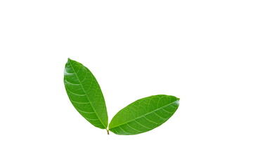 Fresh  leaves isolated on white  background.