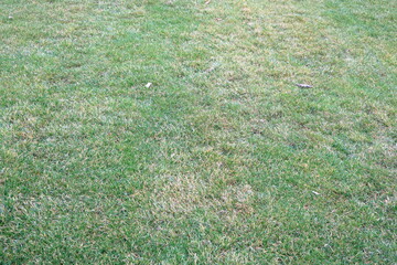 Green grass. Background.