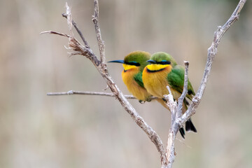 Small bee eaters