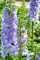 flowers in the garden