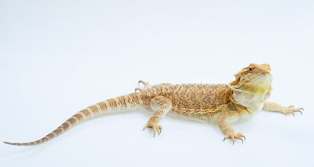 Naklejka premium bearded dragon on white background