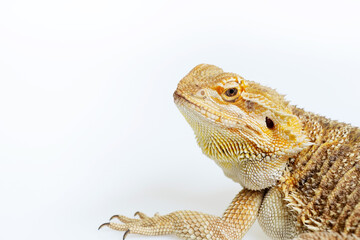 bearded dragon on white background