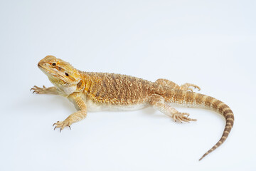 bearded dragon on white background