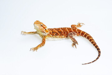 Fototapeta premium bearded dragon on white background