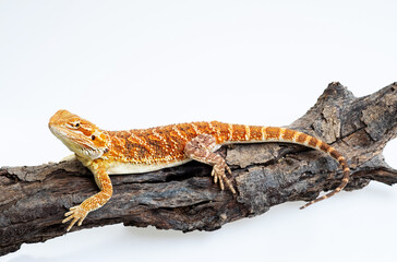 bearded dragon on white background