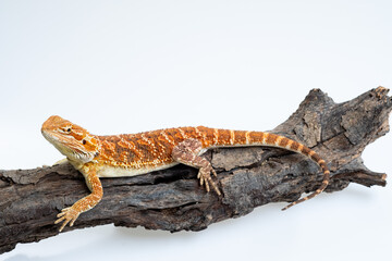 bearded dragon on white background