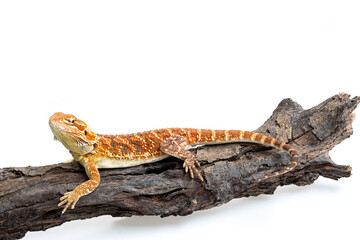 bearded dragon on white background