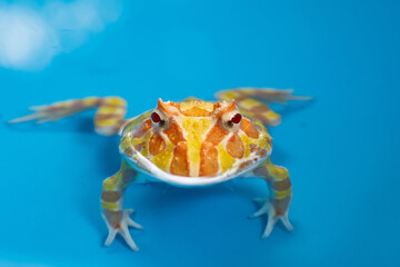 closeup argentine horned frog with blur background
