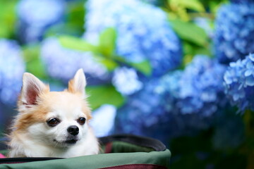 チワワとアジサイ