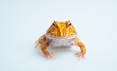 closeup argentine horned frog on white background