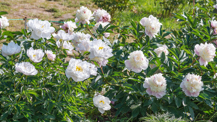 Herbaceous peonies: A. L. Perry peony is a beautiful white elegant flower with a yellow center and Alertie peony is a wonderful, very early variety of hybrid origin.