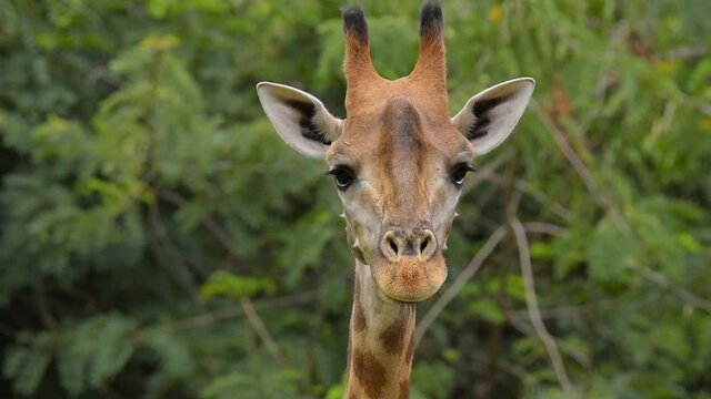 Cute giraffe look at camera .