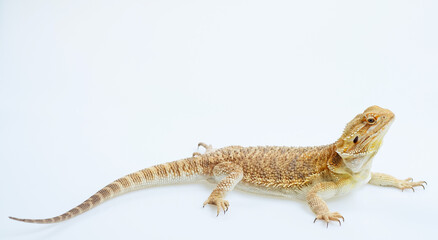 Naklejka premium bearded dragon on white background