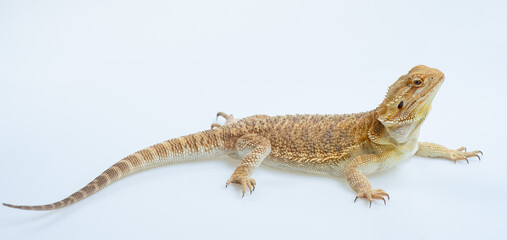 bearded dragon on white background