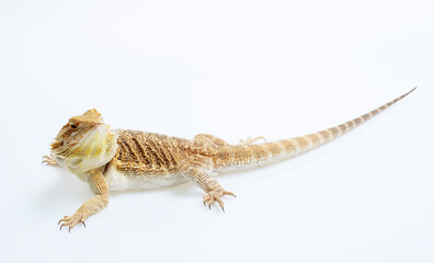 bearded dragon on white background