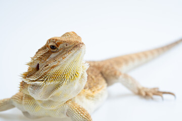 bearded dragon on white background