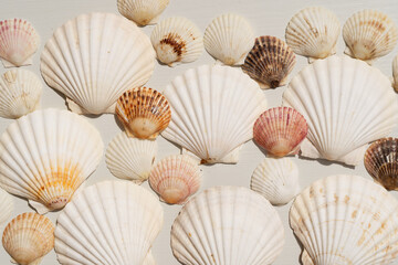 Sea shells styled stock scene