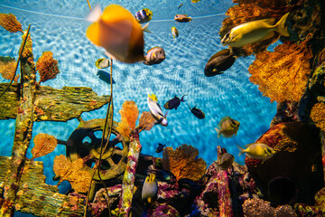Fish group with coral reef in sea life aquarium