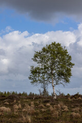 Single tree landscape with blue sky and white clouds