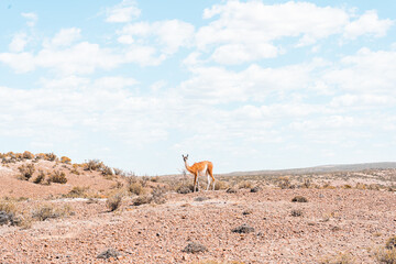 Guanaco from Argentina