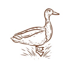 Birds home farm chickens ducks roosters turkeys vector graphic illustration hand-drawn. Engraving color print textile products meat background