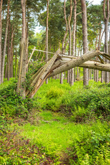 fallen broken tree in british forest in england uk