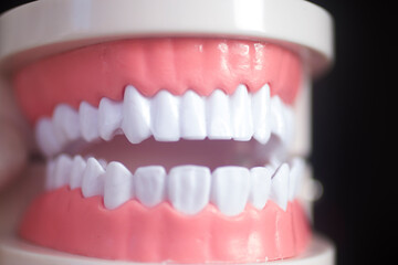 Dental white teeth model