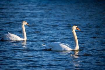 Two mute swans swimming in pond water