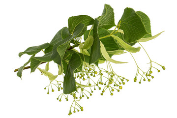 Green leaves and fruits of linden, isolated on white background