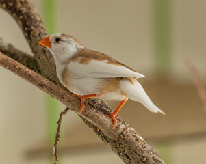 pied zebra finch female on twig perch