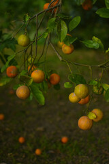 oranges on tree