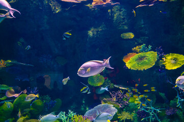 Fish group with coral reef in sea life aquarium