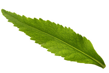 Green leaf of rhodiola rosea flower, isolated on white background