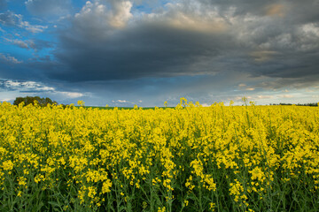 Obraz premium Rapeseed plants closeup in a open field