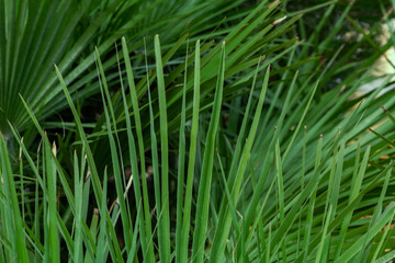 Green palm leave spike points