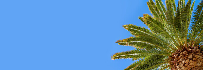 Low angle view of a palm tree with clear blue sky