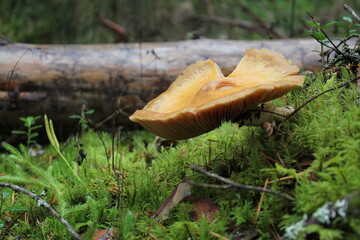 mushroom in the forest